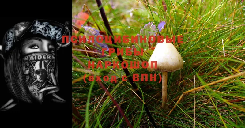 ОМГ ОМГ онион  Шумерля  Галлюциногенные грибы Cubensis 